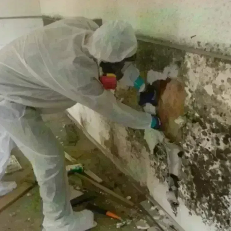 Mold Remediation and Removal in Murraysville, NC